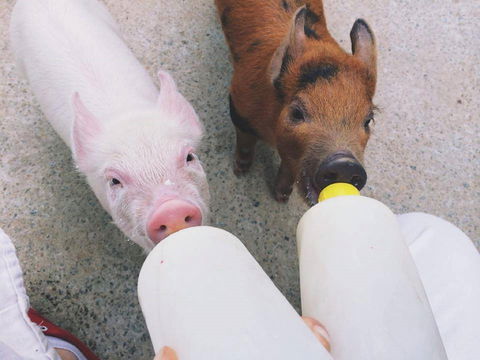 Swan Valley Cuddly Animal Farm - Timeshare Accommodation 0