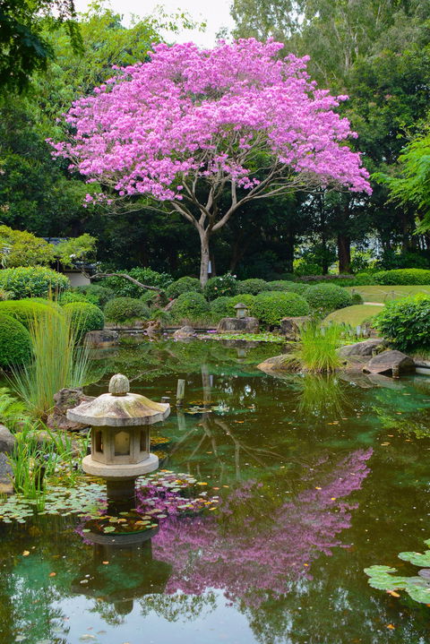 Brisbane Botanic Gardens Mount Coot-tha - Timeshare Accommodation 2