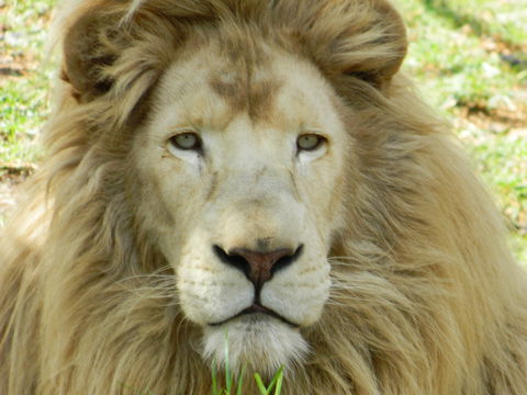 Darling Downs Zoo - Timeshare Accommodation 0