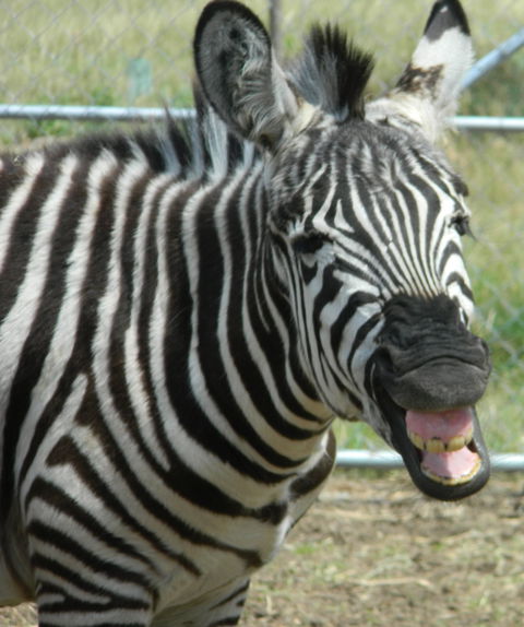 Darling Downs Zoo - Timeshare Accommodation 2