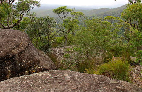 Pigeon House Mountain Didthul Walking Track - Timeshare Accommodation 0