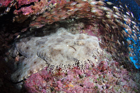 Anchor Bommie Dive Site - Timeshare Accommodation 1