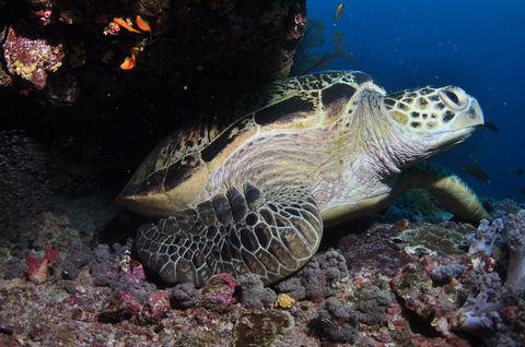Anchor Bommie Dive Site - Timeshare Accommodation 2