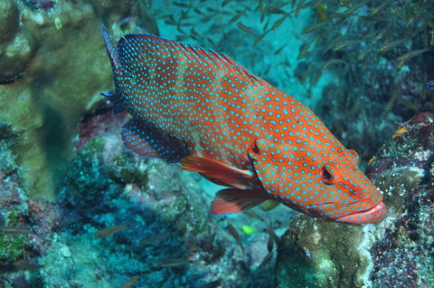 Cobia Hole Dive Site - Timeshare Accommodation 0