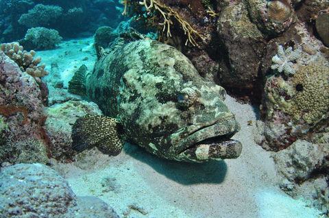 Cobia Hole Dive Site - Timeshare Accommodation 1