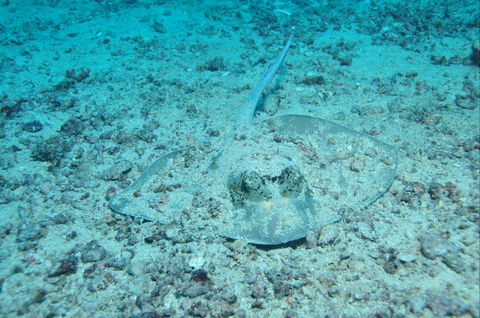 Cobia Hole Dive Site - Timeshare Accommodation 2