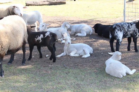 Haigslea EWE Nique Hobby Farm - Timeshare Accommodation 1