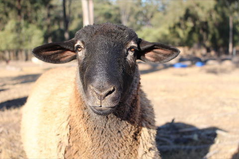 Haigslea EWE Nique Hobby Farm - Timeshare Accommodation 2