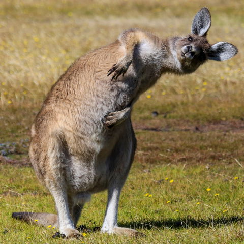 Narawntapu National Park - Timeshare Accommodation 0