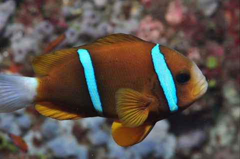 Nursery Reef - Timeshare Accommodation 0