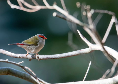 Warrawong Wildlife Sanctuary - Timeshare Accommodation 2