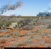 Winnecke Goldfield Cemetery - Timeshare Accommodation