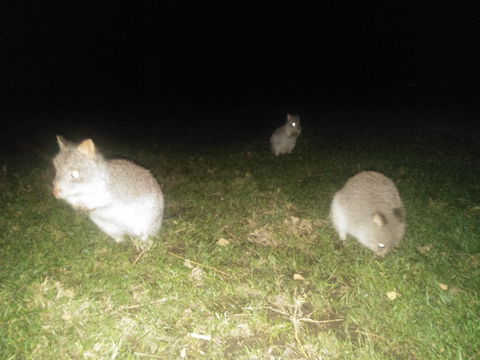 Yarra Valley Nocturnal Zoo - Timeshare Accommodation 2
