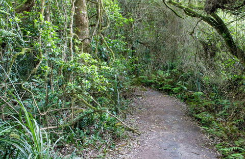 Rainforest Walking Track, Roberston Nature Reserve - Timeshare Accommodation 0