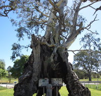 The Herbig Family Tree