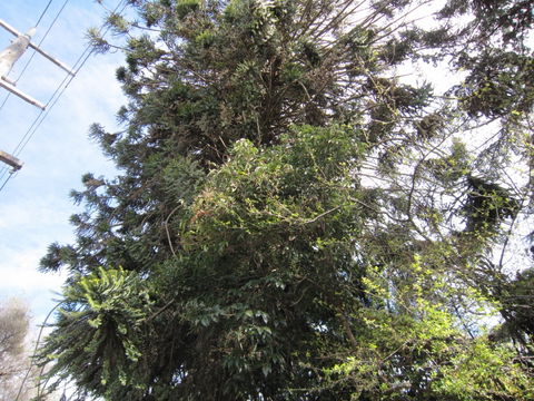 Wangaratta's Significant Trees Walks - Timeshare Accommodation 2