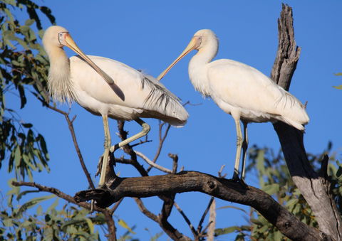 Tumut Wetlands - Timeshare Accommodation 2