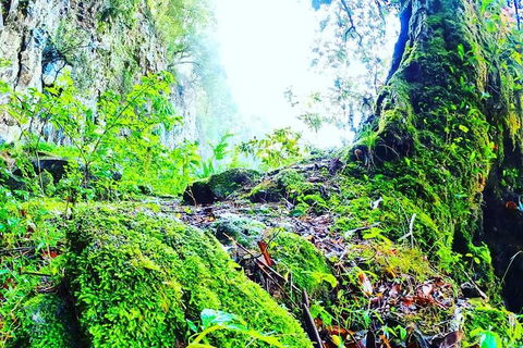 Rainforest & Waterfall Experience - Timeshare Accommodation 8