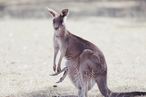 Deluxe Blue Mountains And Megalong Valley - Timeshare Accommodation 4
