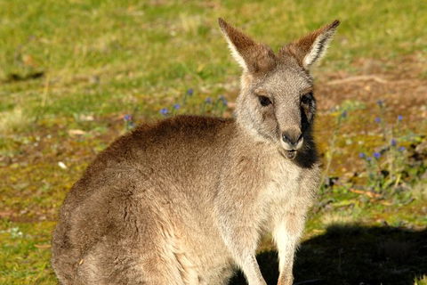 Jenolan Caves - Wildlife And Caves - Timeshare Accommodation 2