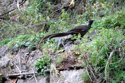 Jenolan Caves - Wildlife And Caves - Timeshare Accommodation 5