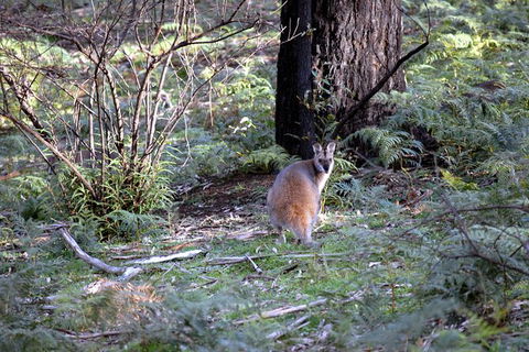 Jenolan Caves - Wildlife And Caves - Timeshare Accommodation 4