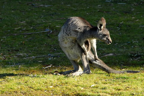Jenolan Caves - Wildlife And Caves - Timeshare Accommodation 7