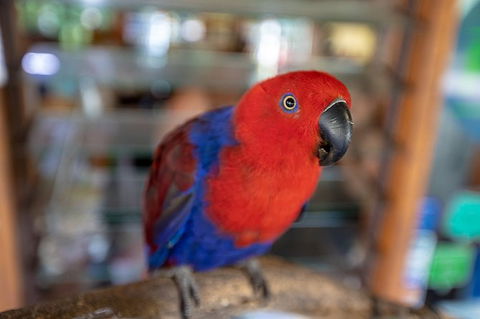 Daintree Rainforest, Cape Tribulation And Bloomfield Track Small Group Tour - Timeshare Accommodation 14