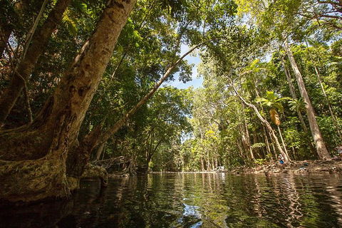 Daintree Rainforest, Cape Tribulation And Bloomfield Track Small Group Tour - Timeshare Accommodation 7