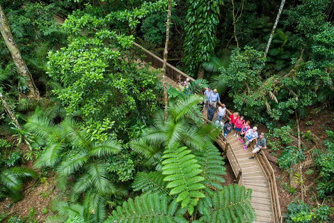 Daintree Rainforest, Cape Tribulation And Bloomfield Track Small Group Tour - Timeshare Accommodation 0