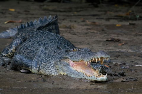 Daintree Afternoon Nocturnal Nature And Wildlife Tour - Timeshare Accommodation 4