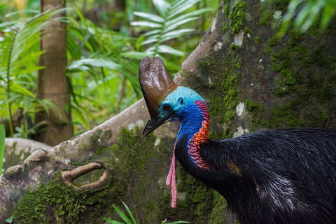 Daintree Afternoon Nocturnal Nature And Wildlife Tour - Timeshare Accommodation 0