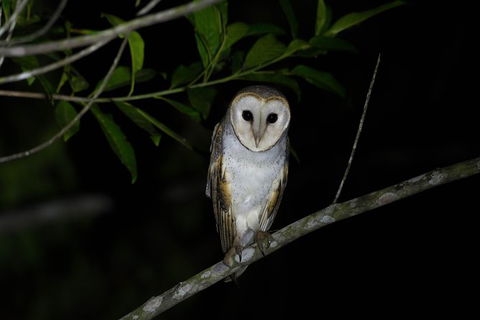 Daintree Afternoon Nocturnal Nature And Wildlife Tour - Timeshare Accommodation 10
