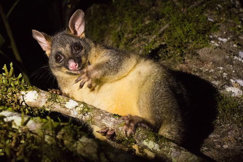 Daintree Afternoon Nocturnal Nature And Wildlife Tour - Timeshare Accommodation 7