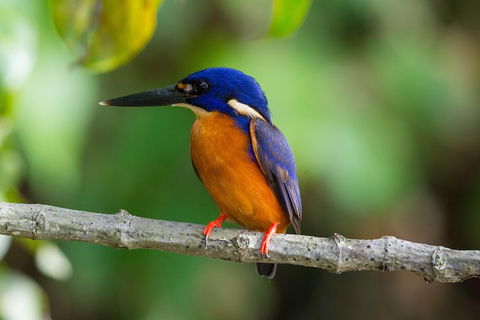 Daintree Afternoon Nocturnal Nature And Wildlife Tour - Timeshare Accommodation 2