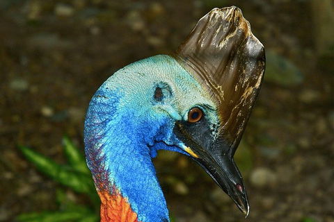 Daintree And Cape Tribulation Full Day Guided Tour - Timeshare Accommodation 3