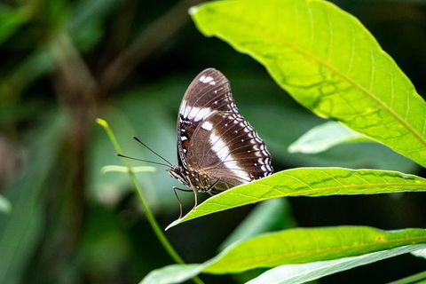 Daintree And Cape Tribulation Full Day Guided Tour - Timeshare Accommodation 6