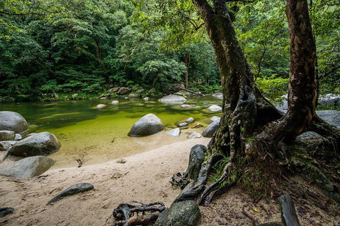 Daintree And Cape Tribulation Full Day Guided Tour - Timeshare Accommodation 5