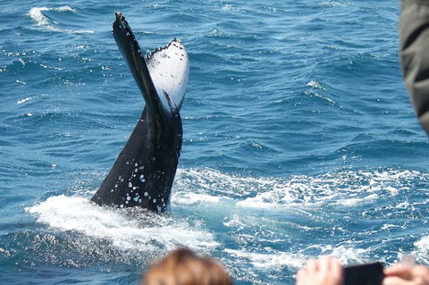 Half-Day Whale Watching In Urangan - Timeshare Accommodation 2