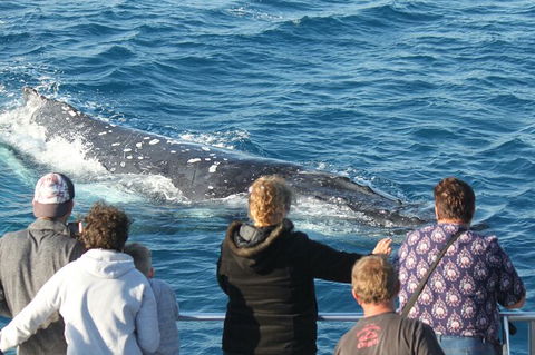 Half-Day Whale Watching In Urangan - Timeshare Accommodation 5