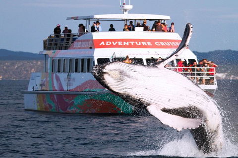 Half-Day Whale Watching In Urangan - Timeshare Accommodation 0