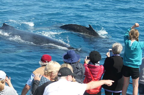 Half-Day Whale Watching In Urangan - Timeshare Accommodation 4