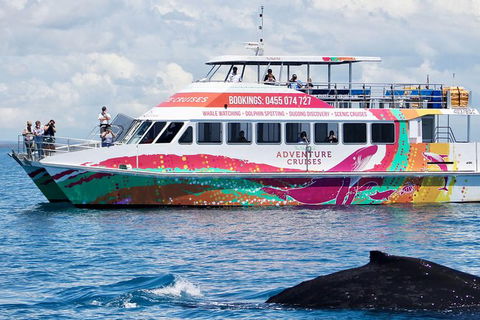 Half-Day Whale Watching In Urangan - Timeshare Accommodation 1