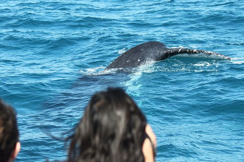 Half-Day Whale Watching In Urangan - Timeshare Accommodation 7