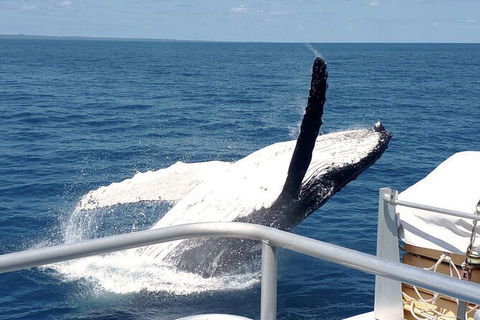 Half-Day Whale Watching In Urangan - Timeshare Accommodation 3