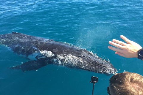 Half-Day Whale Watching In Urangan - Timeshare Accommodation 6