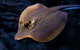 Cairns Aquarium Tour By Twilight With Drink And Appetiser - thumb 5