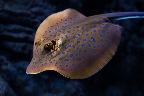 Cairns Aquarium Tour By Twilight With Drink And Appetiser - Timeshare Accommodation 5