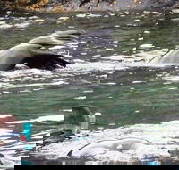 Kangaroo Island Ocean Safari - Snorkeling Safari - Timeshare Accommodation