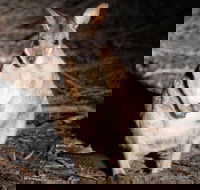 Small-Group Kangaroo Island 4WD Night Tour - Timeshare Accommodation